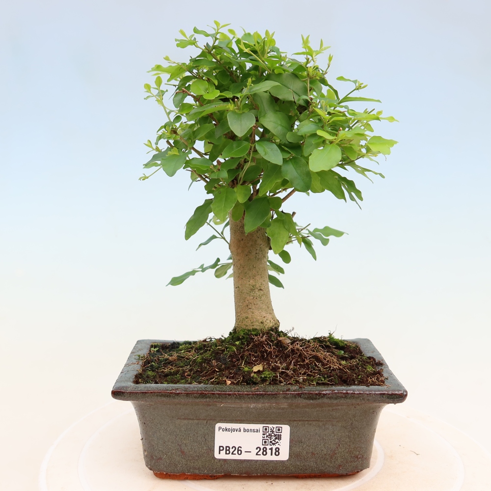 Szobai bonsai -Ligustrum chinensis - Madárcsőr