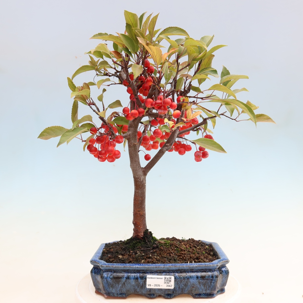 Kültéri bonsai -Malus domestica - Kis gyümölcsű piros levelű almafa