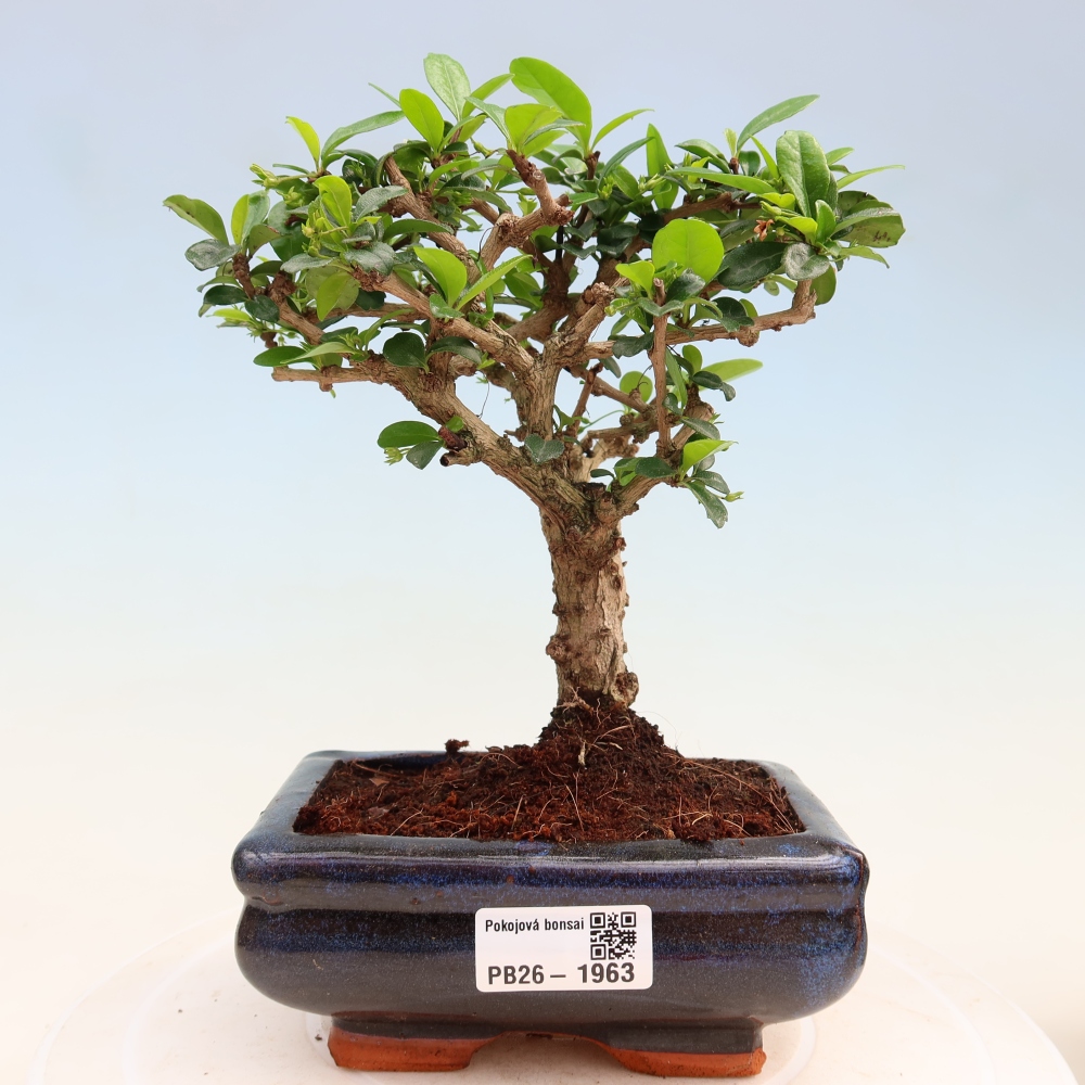 Szobai bonsai - Carmona macrophylla - Tea fuki