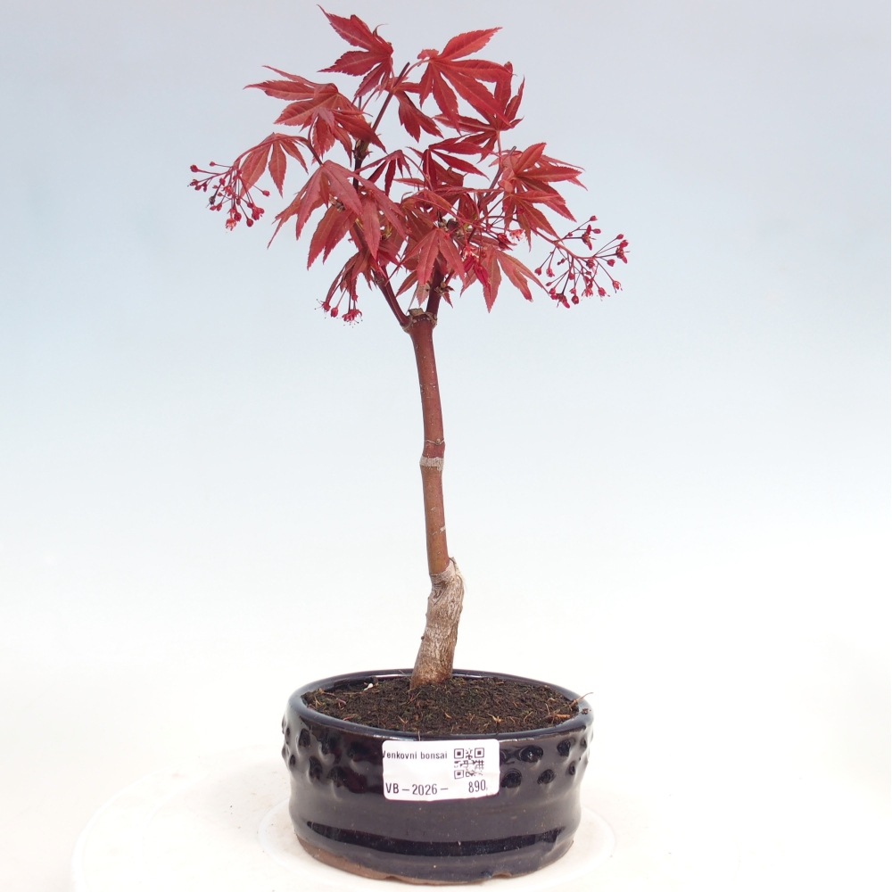 Kültéri bonsai - Acer pálma. Atropurpureum-Javor palmate