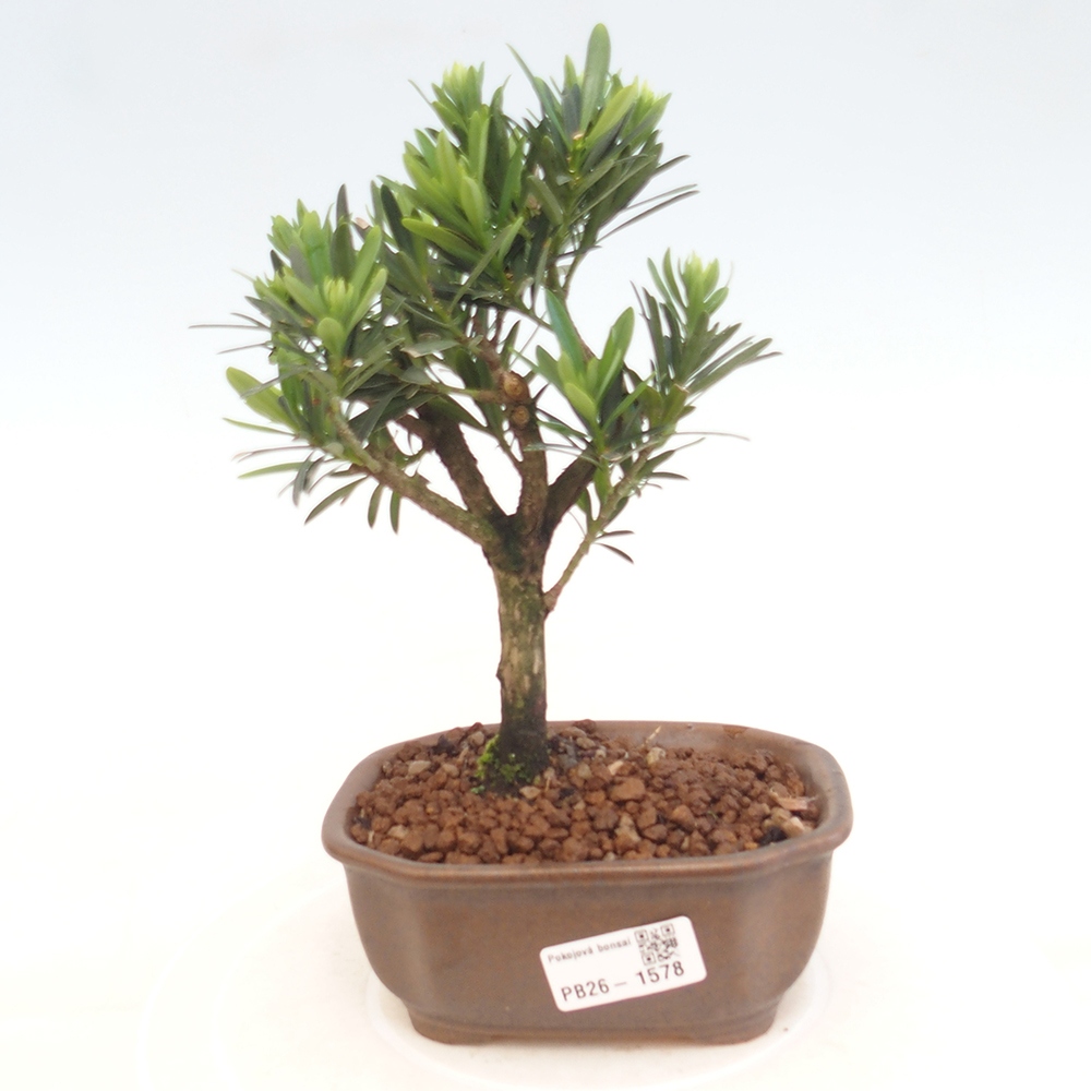 Szobai bonsai - Podocarpus - Kőtiszafa
