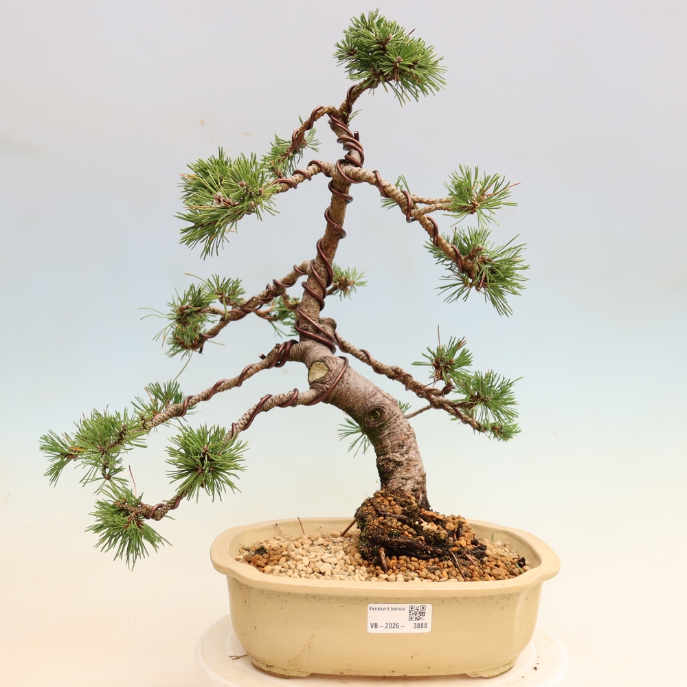 Kültéri bonsai – Pinus mugo Humpy – Törpefenyő