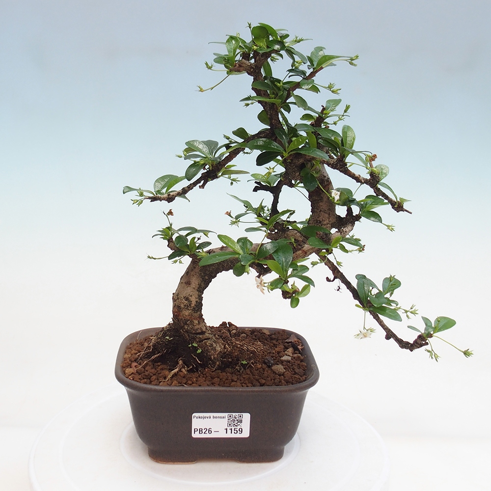 Szobai bonsai - Carmona macrophylla - Tea fuki