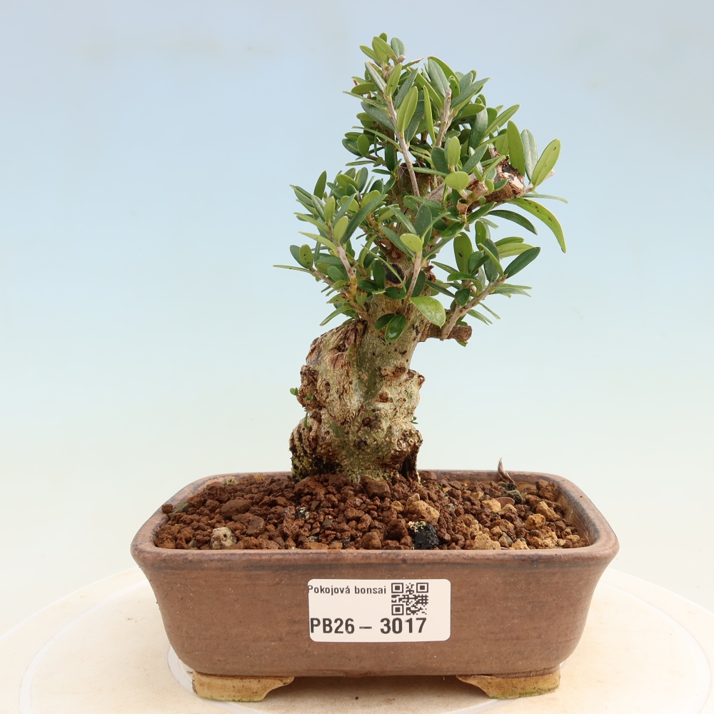 Beltéri bonsai - Olea europaea sylvestris