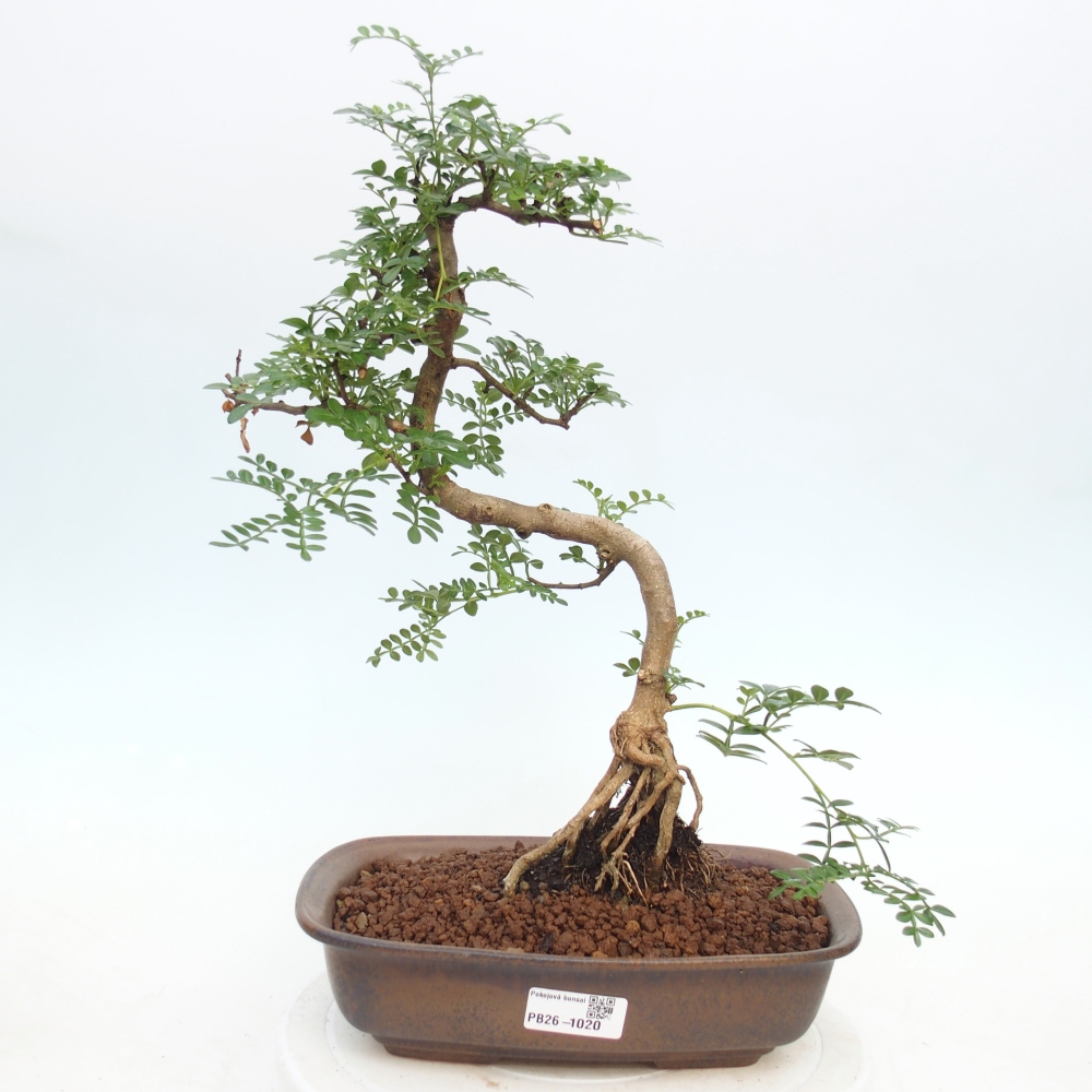 Szobai bonsai - Zantoxylum piperitum - borsfa