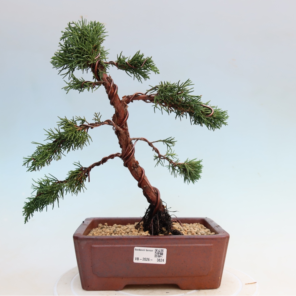 Kültéri bonsai - Juniperus chinensis Kishu