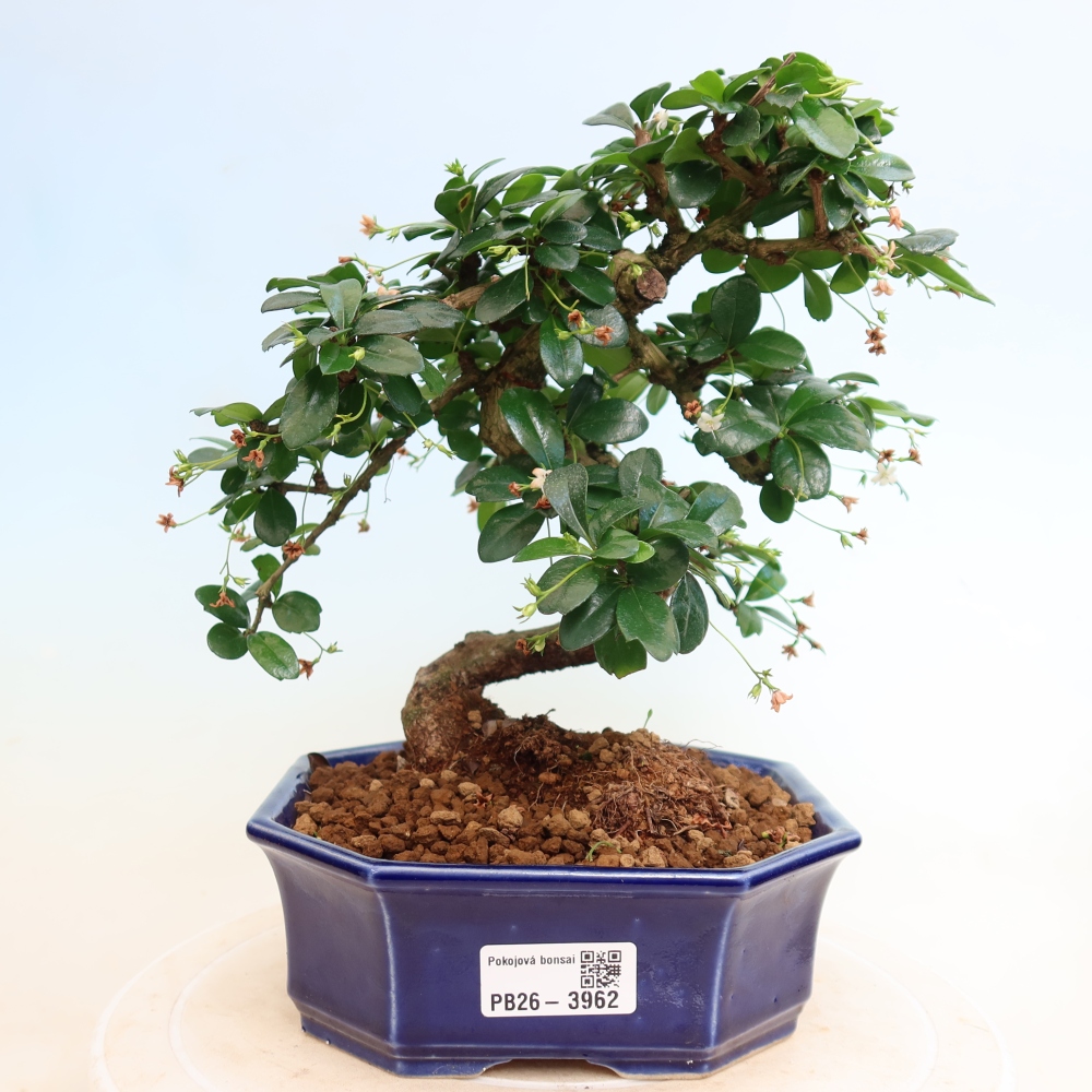 Szobai bonsai - Carmona macrophylla - Tea fuki