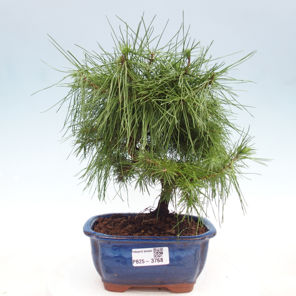Szoba bonsai-Pinus halepensis-Pinus halepensis-Aleppói fenyő