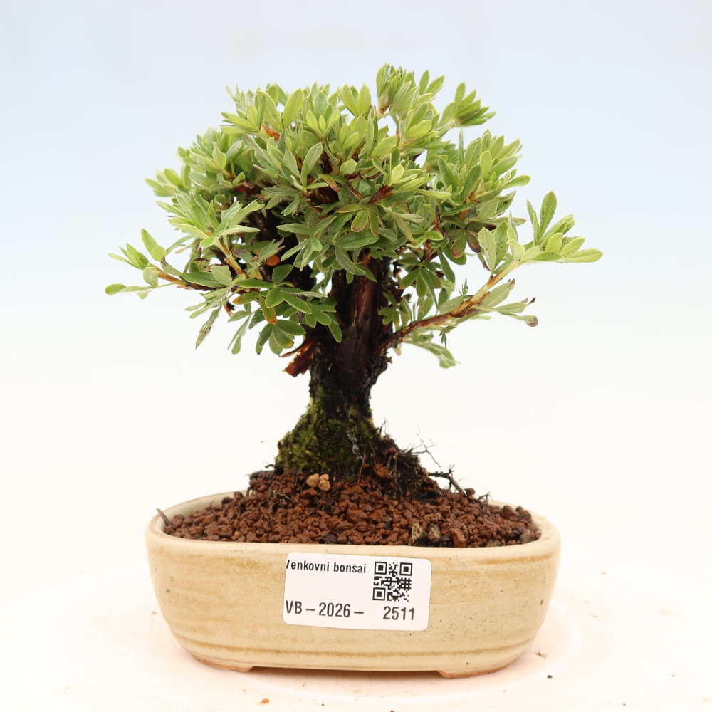 Kültéri bonsai - Potentila fruticosa