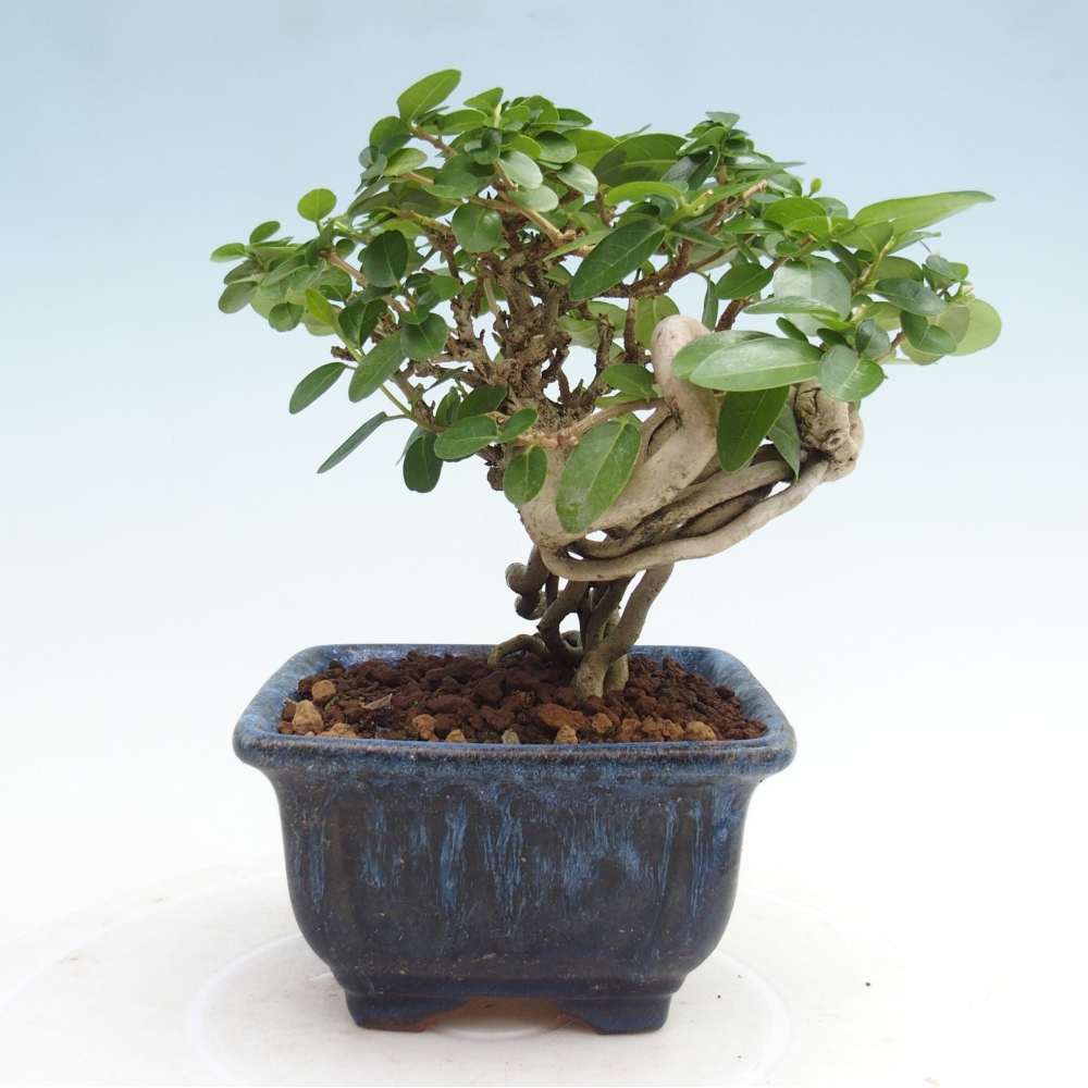 Beltéri bonsai - Premna serratifolia - Kozlovna malolista