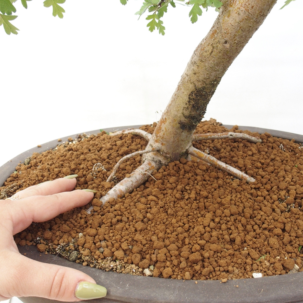 Kültéri bonsai - Galagonya - Crataegus monogyna