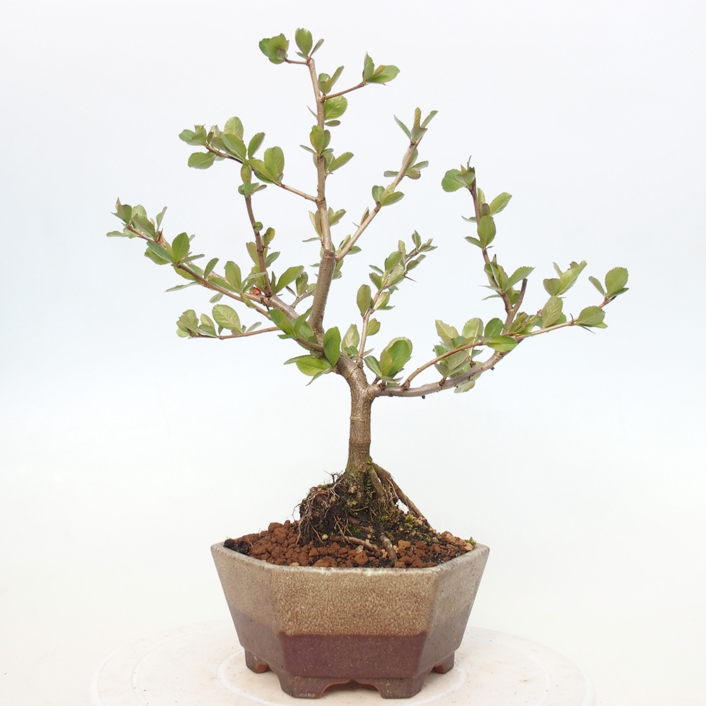 Kültéri bonsai - Chaneomeles sup. Nicoline - birs