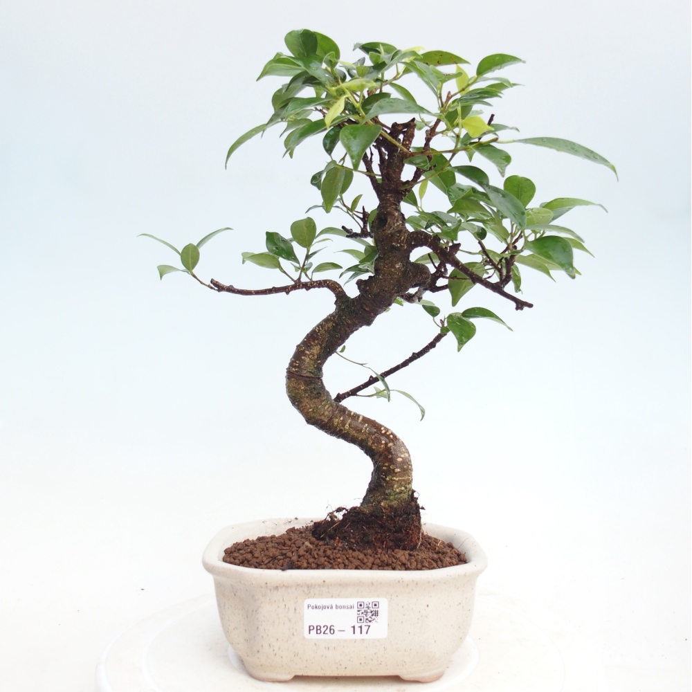 Szobai bonsai - Ficus retusa - kislevelű fikusz
