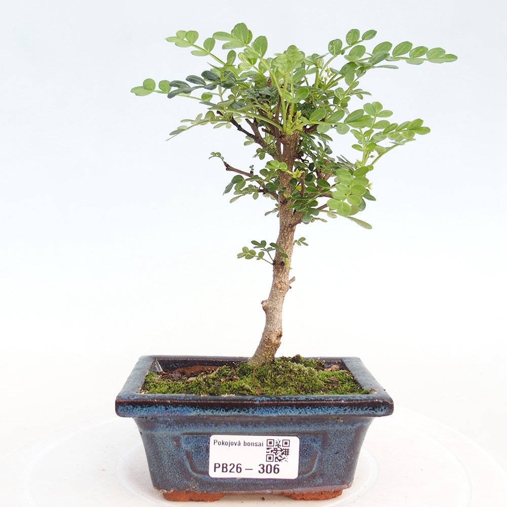 Szobai bonsai - Zantoxylum piperitum - borsfa