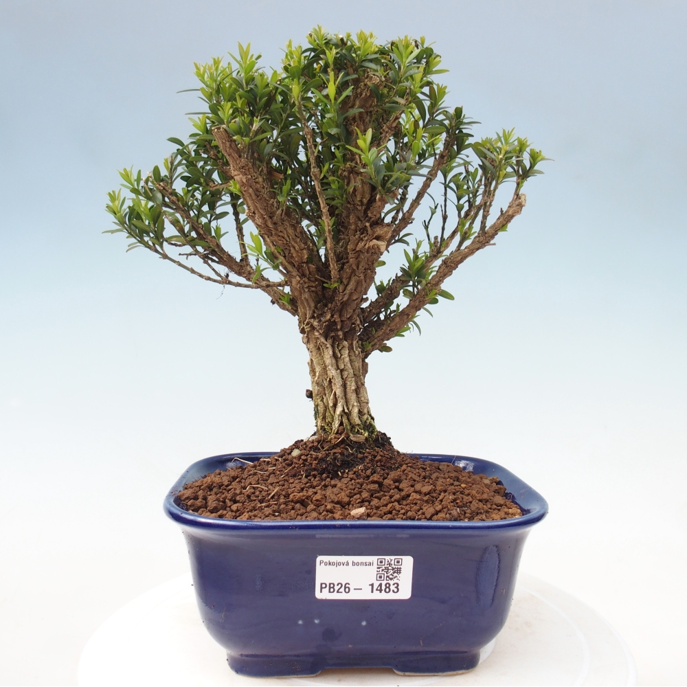 Szobai bonsai - Buxus harlandii - parafa buxus