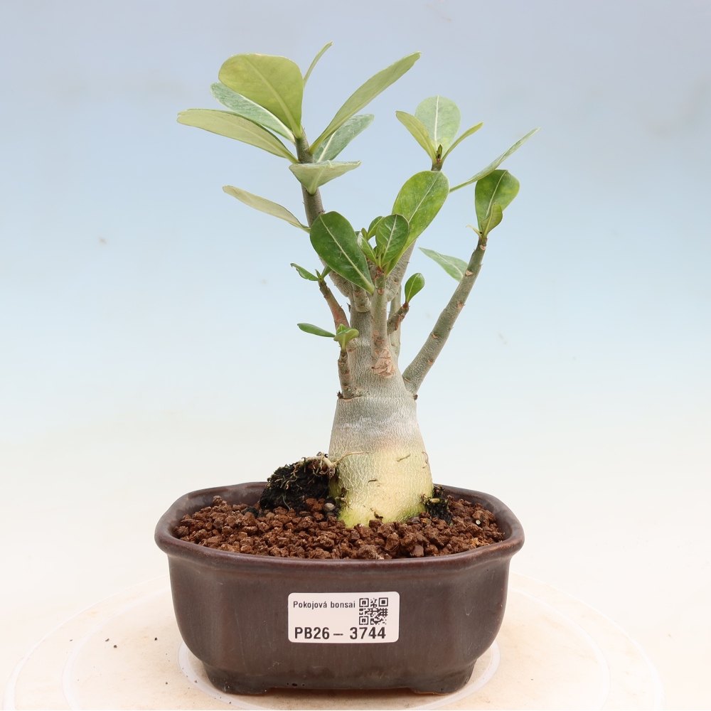 Szobabonsai – Adenium obesum Red Star – Sivatagi rózsa