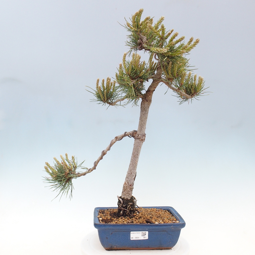 Kültéri bonsai - Pinus Sylvestris Watererri - erdeifenyő