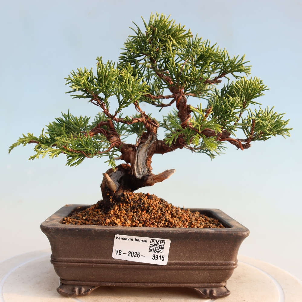 Kültéri bonsai - Juniperus chinensis Itoigawa