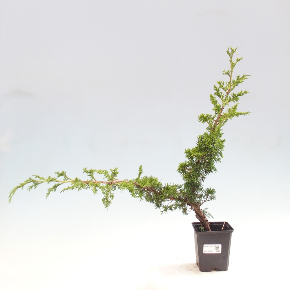 Kültéri bonsai - Juniperus chinensis Itoigawa