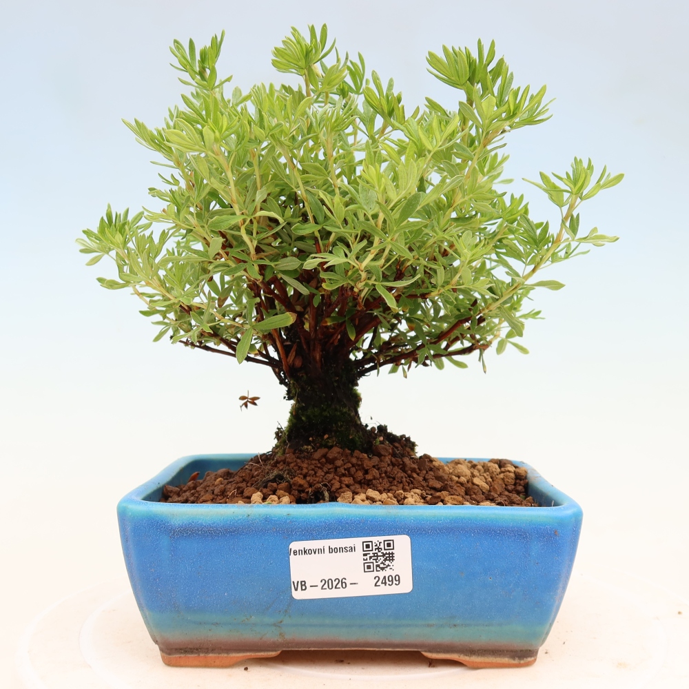 Kültéri bonsai - Potentila fruticosa