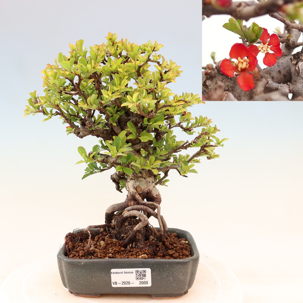 Kültéri bonsai - Chaneomeles speciosa Chojubai