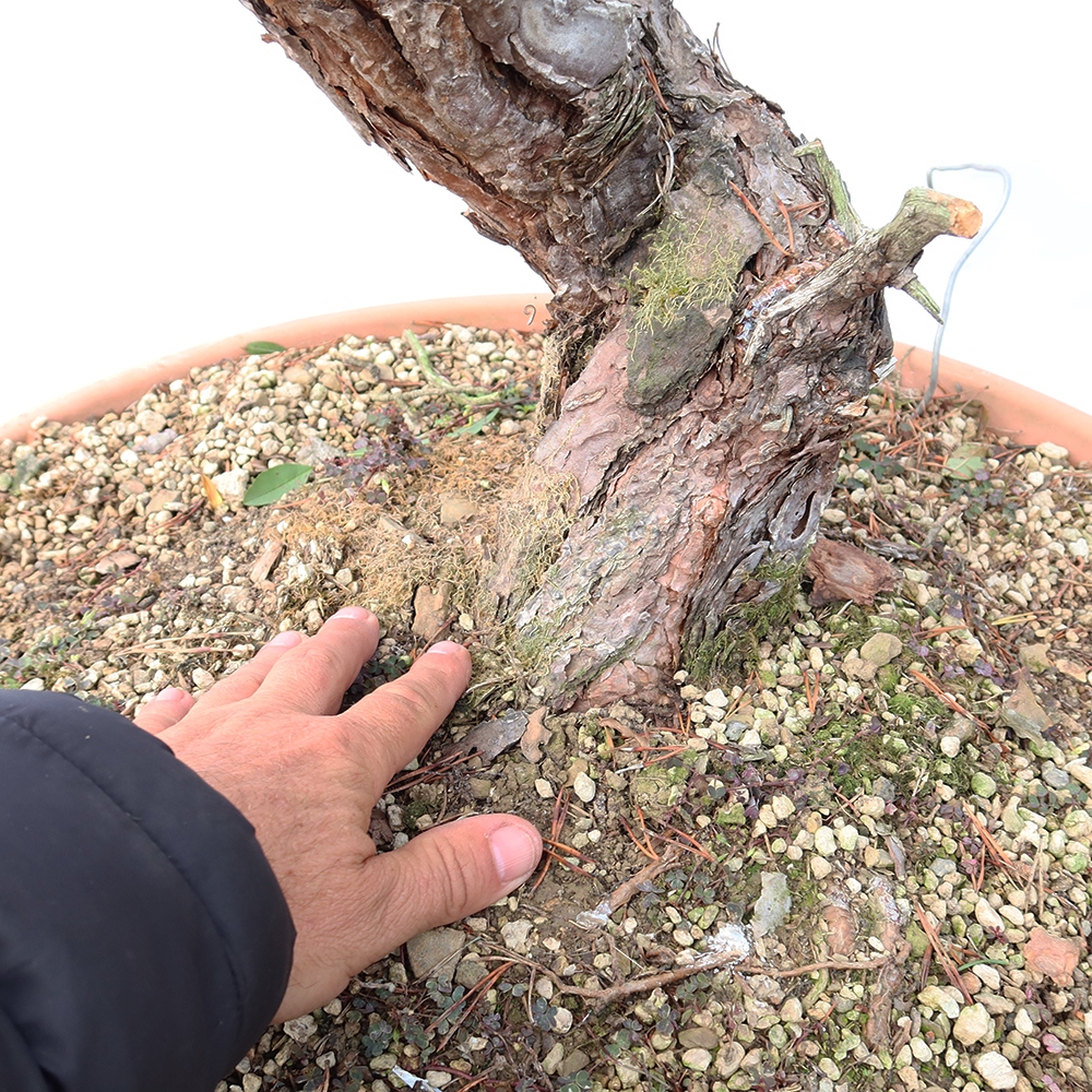 Pinus sylvestris Spanyolország – erdei fenyő
