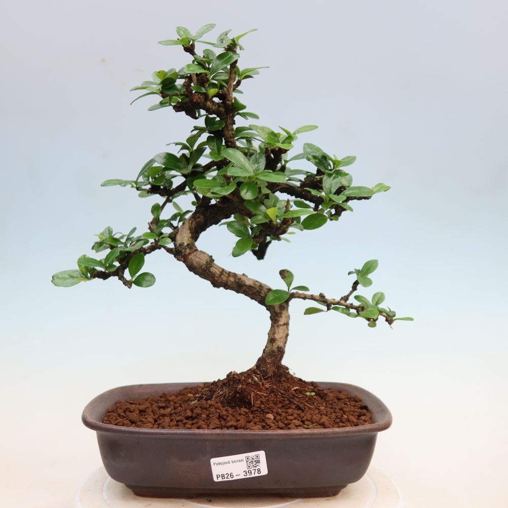 Szobai bonsai - Carmona macrophylla - Tea fuki