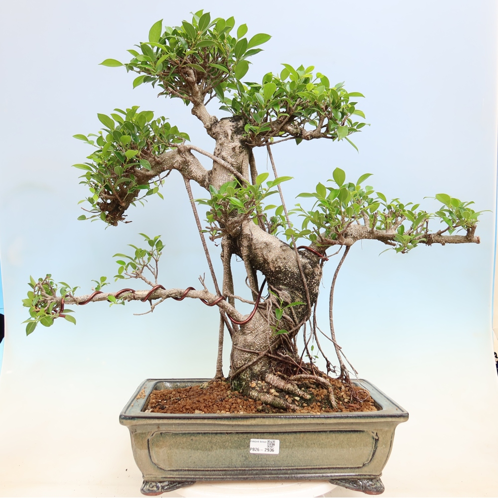 Szobai bonsai - Ficus kimmen - kislevelű fikusz