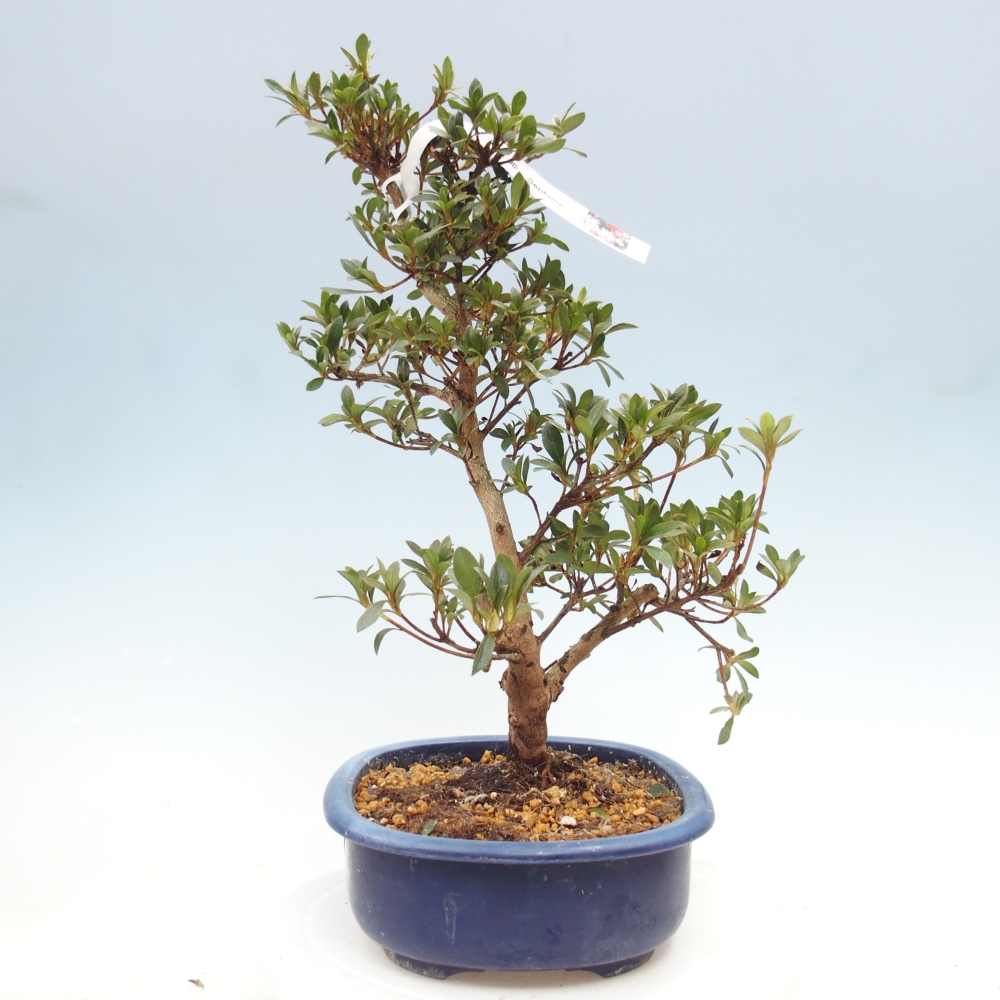 Kültéri bonsai - Japán azálea - Azalea Senhime