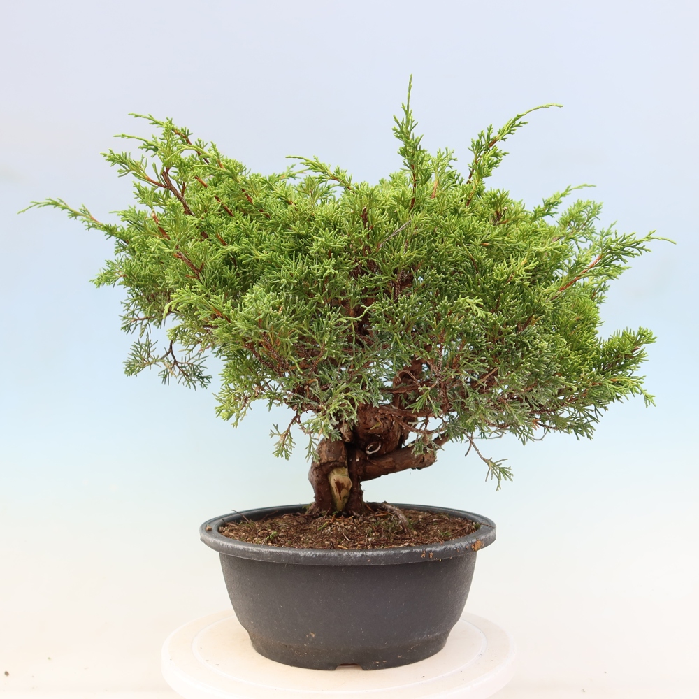 Kültéri bonsai - Juniperus chinensis Itoigawa-Juniperus chinensis
