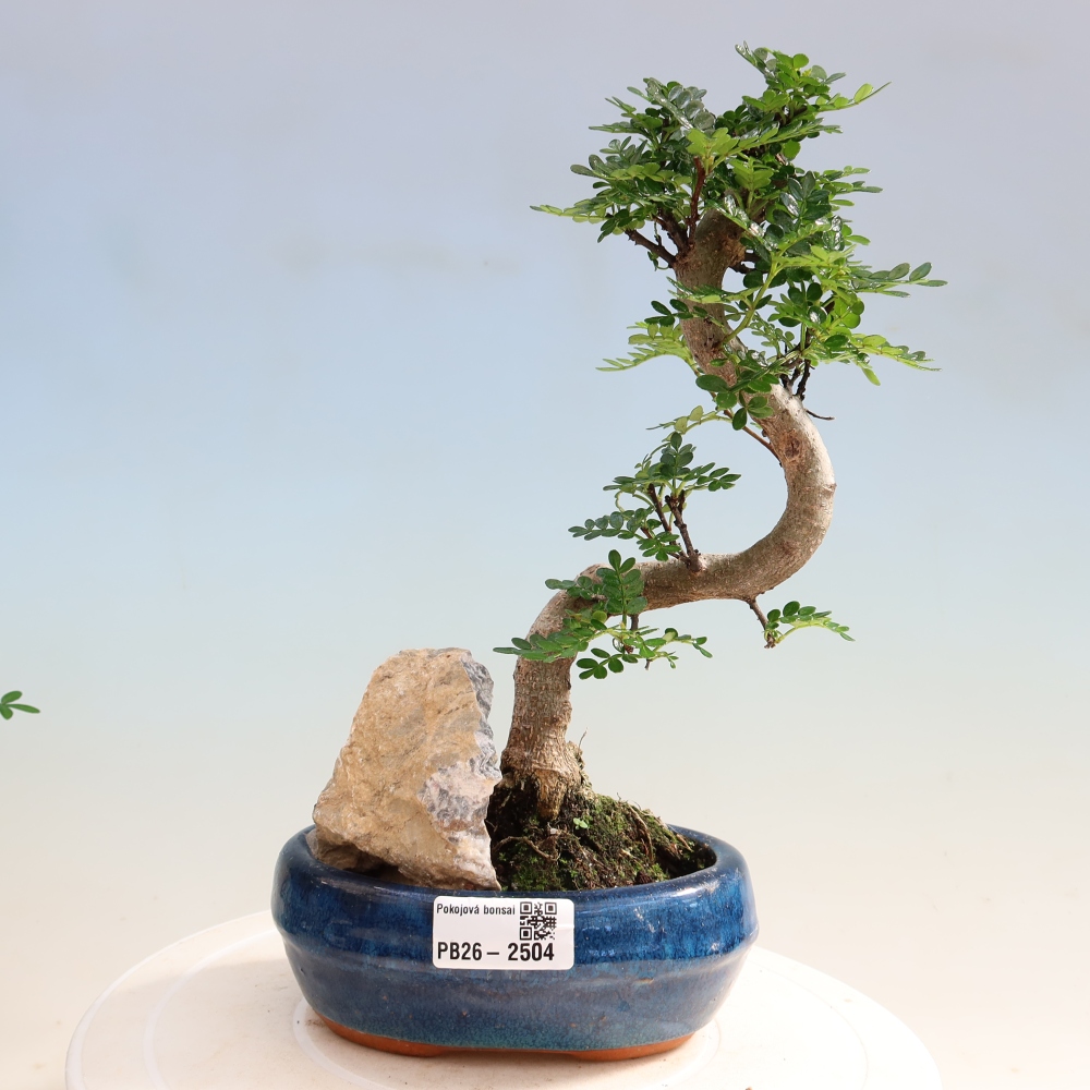 Szobai bonsai - Zantoxylum piperitum - borsfa