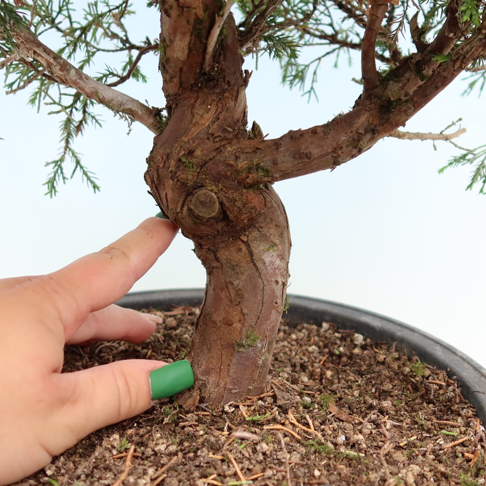 Kültéri bonsai - Juniperus chinensis Itoigawa-Juniperus chinensis