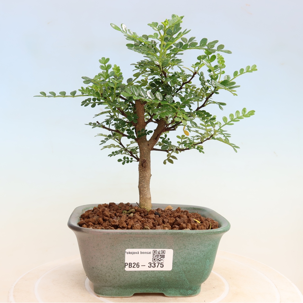Szobai bonsai - Zantoxylum piperitum - borsfa