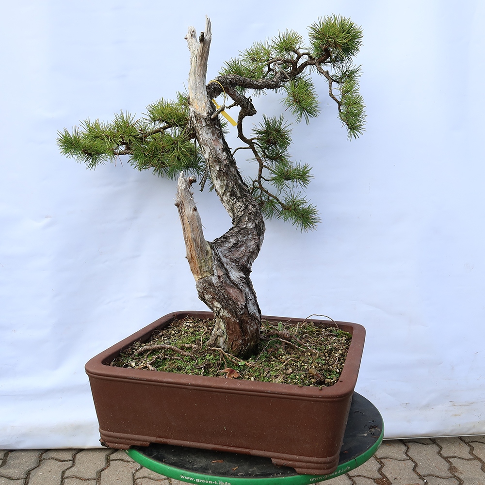 Pinus sylvestris Spanyolország – erdei fenyő