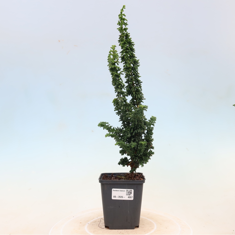 Kültéri bonsai - Cham. obtusa SEKKA HINOKI - Cifra ciprus