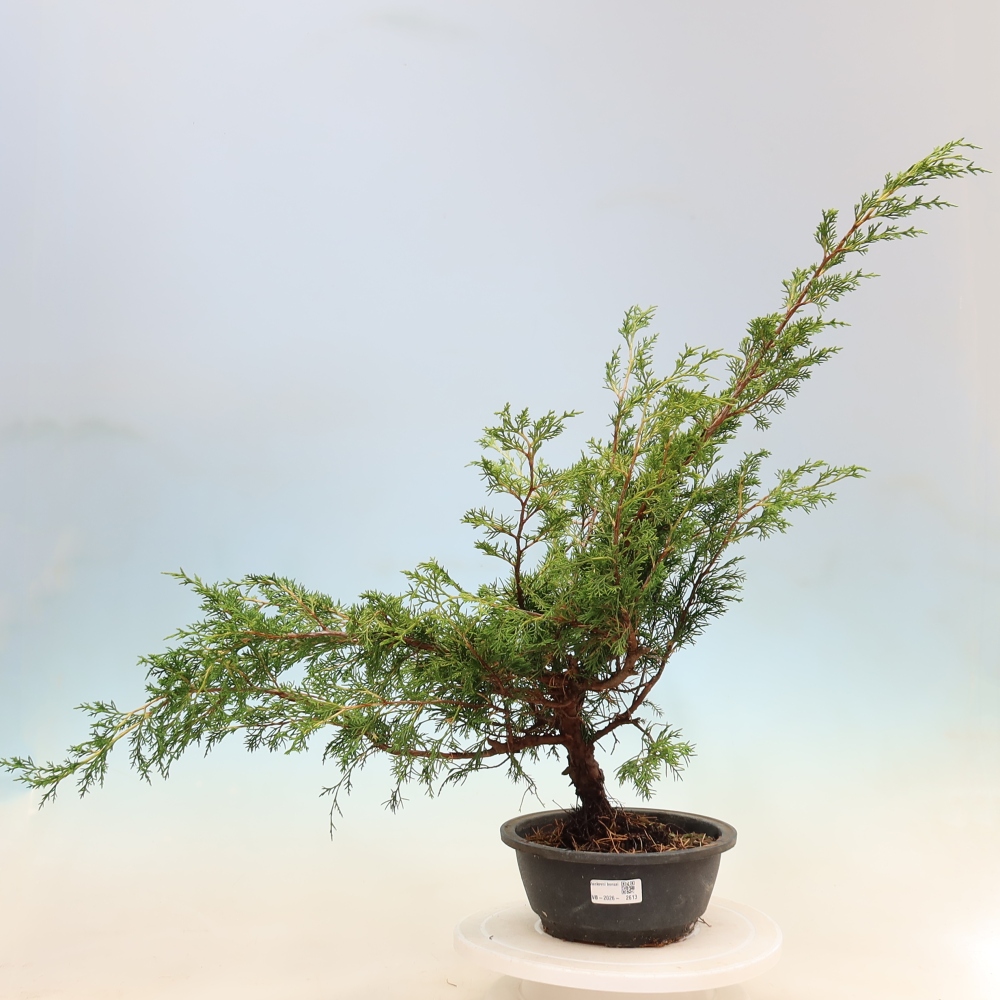 Kültéri bonsai - Juniperus chinensis Itoigawa