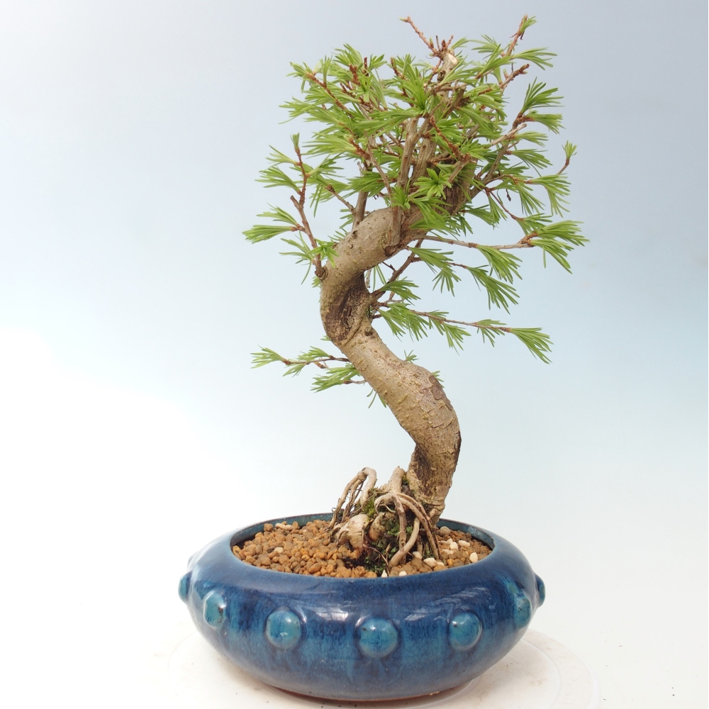 Kültéri bonsai -Pseudolarix amabis-Pseudolarix amabis-Pseudolarix amabis