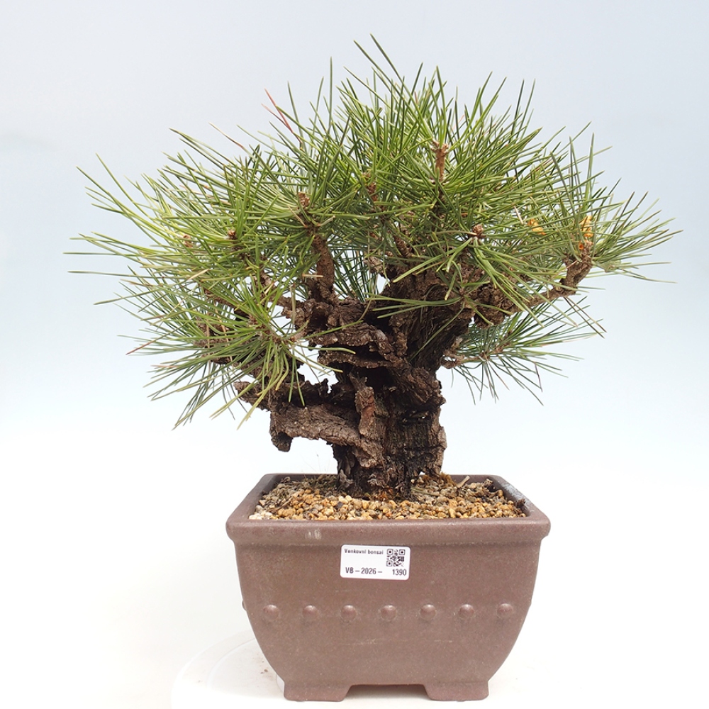 Kültéri bonsai - Pinus thunbergii - Thunberg fenyő