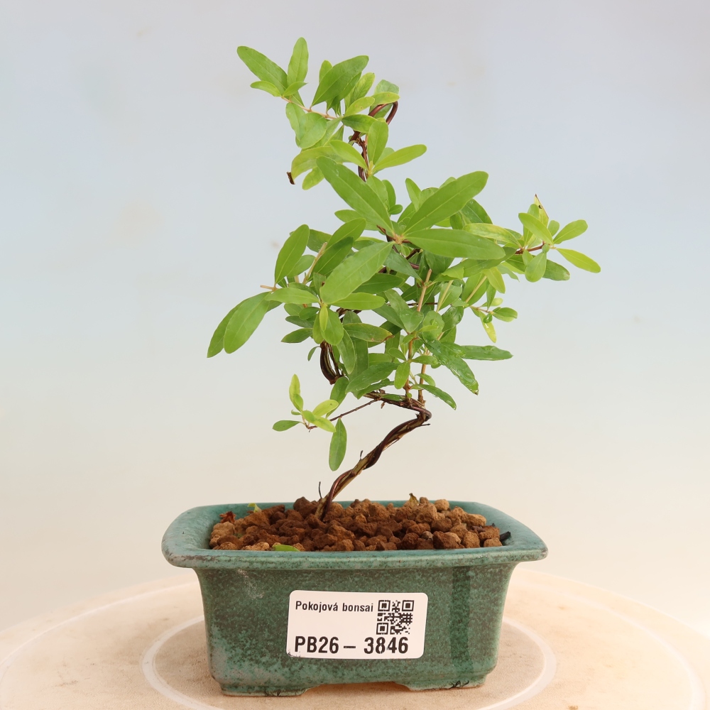 Szobai bonsai-PUNICA granatum nana-gránátalma