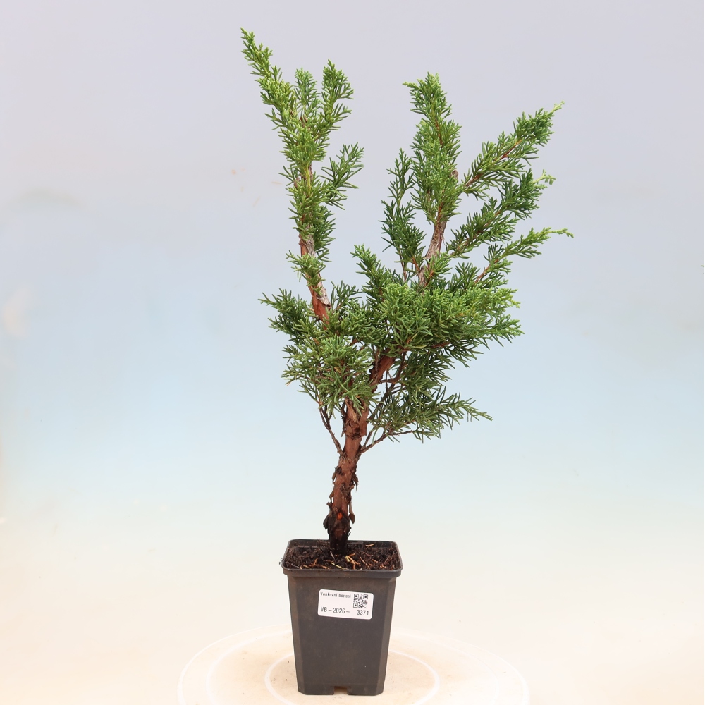 Kültéri bonsai - Juniperus chinensis Kishu