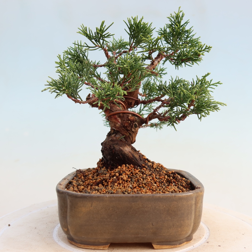 Kültéri bonsai - Juniperus chinensis Itoigawa