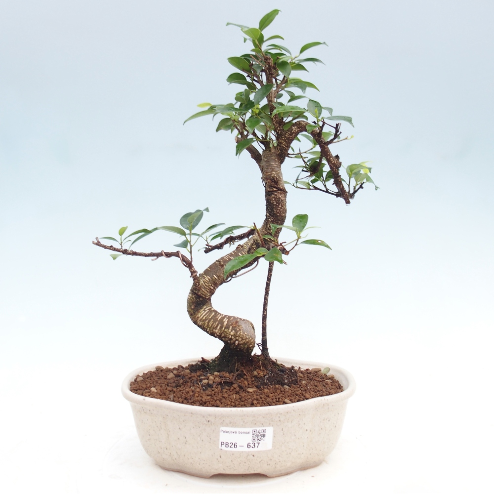 Szobai bonsai - Ficus kimmen - kislevelű fikusz