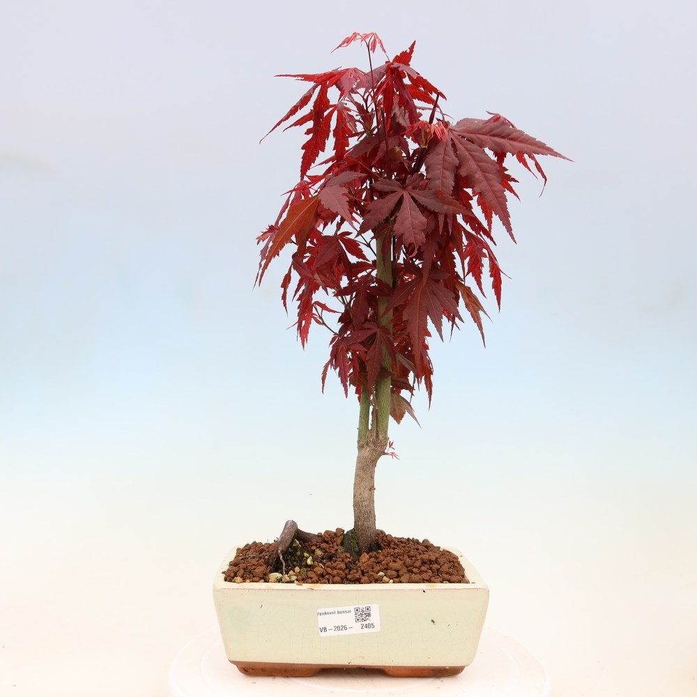 Kültéri bonsai - Acer pálma. Atropurpureum-Javor palmate
