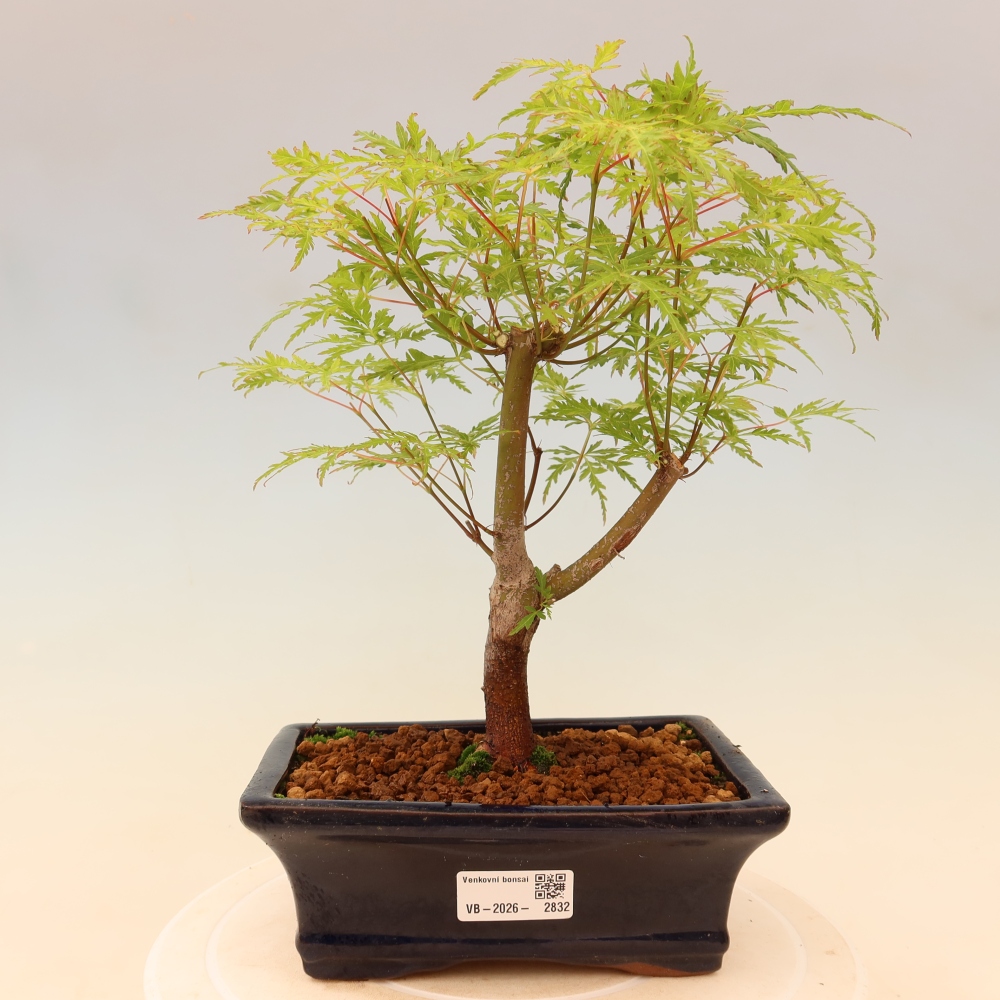 Kültéri bonsai - Acer palmatum Dissectum