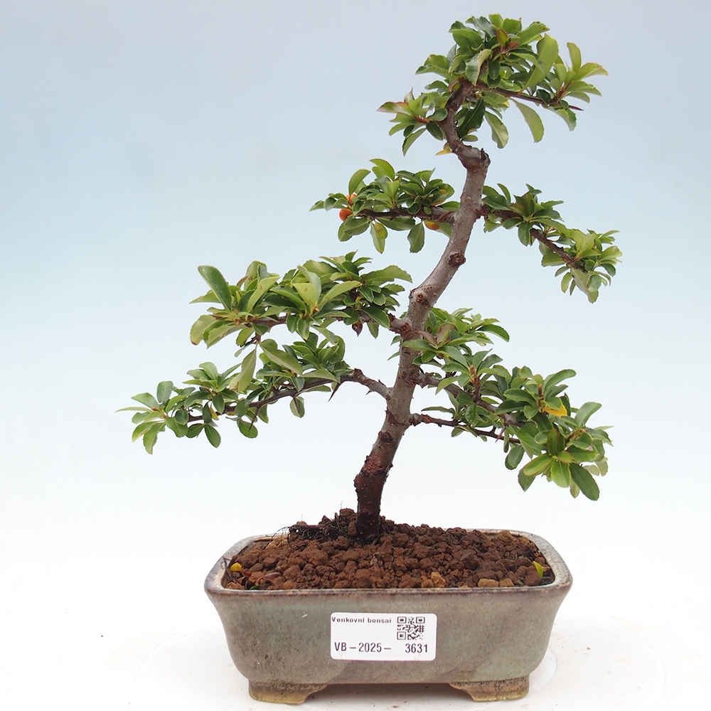 Kültéri bonsai-Pyracantha Teton - Hlox