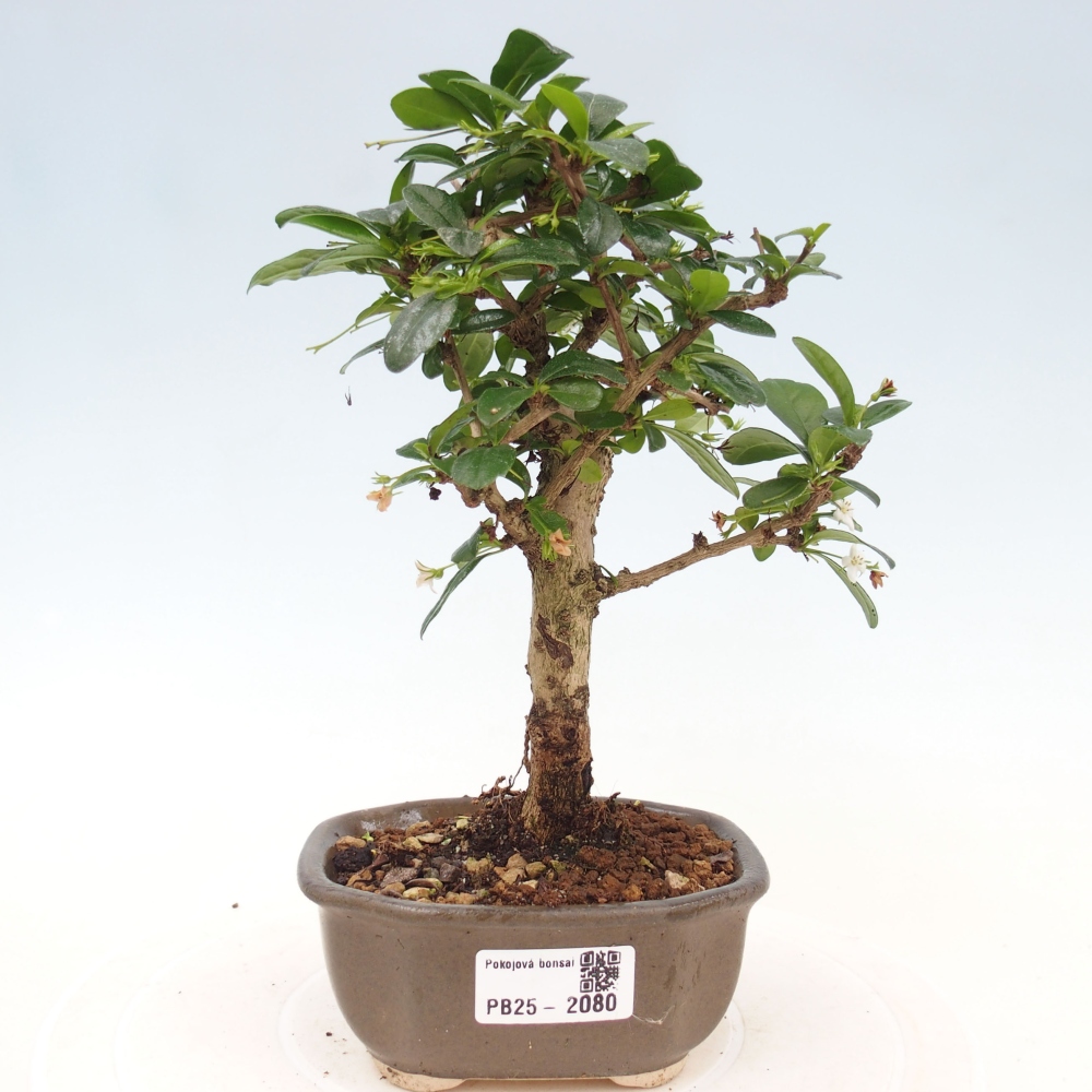 Szobai bonsai - Carmona macrophylla - Tea fuki