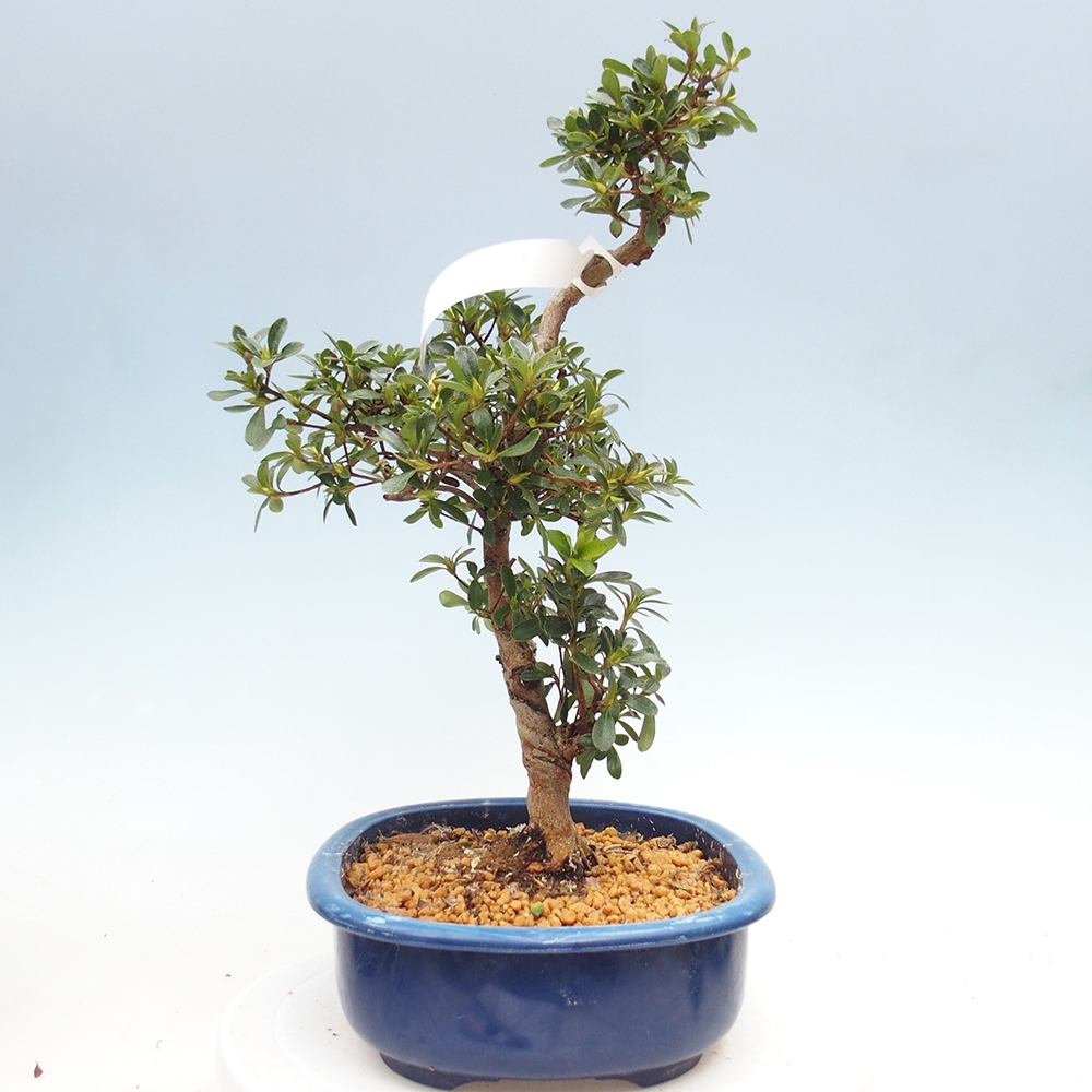 Kültéri bonsai - Japán azálea - Azálea Asahi-no-izumi
