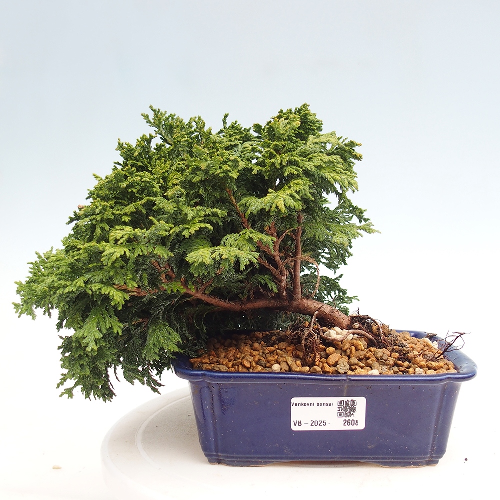 Kültéri bonsai - Cham.pis Parslori - ciprus
