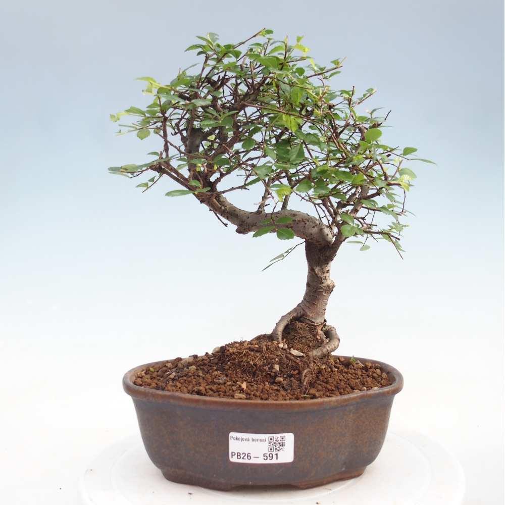 Szobai bonsai - Ulmus parvifolia - Kislevelű szilfa