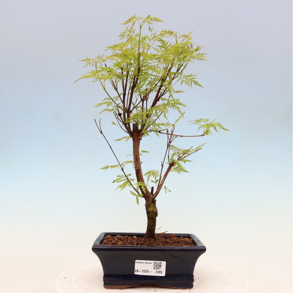 Kültéri bonsai - Acer palmatum Dissectum